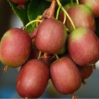 Aktinidia Pakiet N2 Ananasnaya, Weiki żeńska i męska 2L