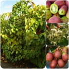 Aktinidia Pakiet N2 Ananasnaya, Weiki żeńska i męska 2L