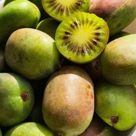Aktinidia Pakiet N3 Geneva, Hardy Red, Male 2L