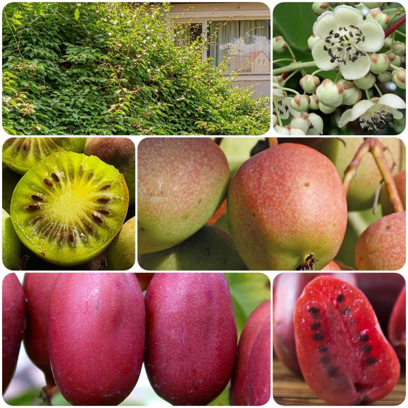 Aktinidia Pakiet N3 Geneva, Hardy Red, Male 2L