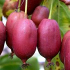 Aktinidia Pakiet N3 Geneva, Hardy Red, Male 2L