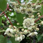 Aktinidia Pakiet N3 Geneva, Hardy Red, Male 2L
