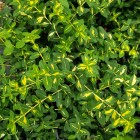 Trzmielina Fortunea Sunspot 2L