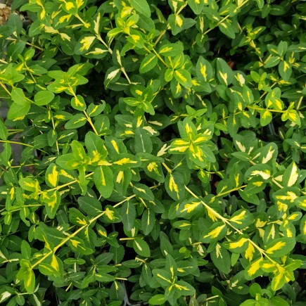 Trzmielina Fortunea Sunspot 2L