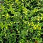 Trzmielina Fortunea Sunspot 2L