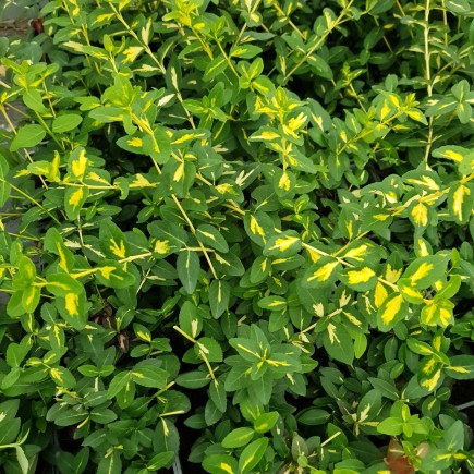 Trzmielina Fortunea Sunspot 2L