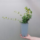 Trzmielina Fortunea Sunspot 2L