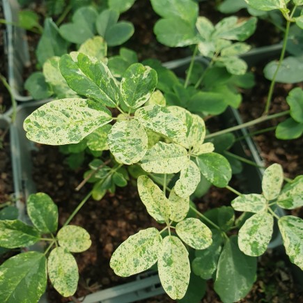Akebia pięciolistkowa Variegata 1L
