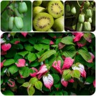 Aktinidia Pakiet N4 Dr. Szymanowski, Sentyabraskaya, Adam 2L