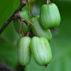 Aktinidia Pakiet N4 Dr. Szymanowski, Sentyabraskaya, Adam 2L