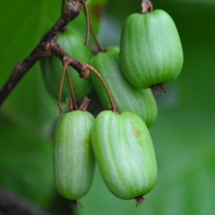 Aktinidia Pakiet N4 Dr. Szymanowski, Sentyabraskaya, Adam 2L