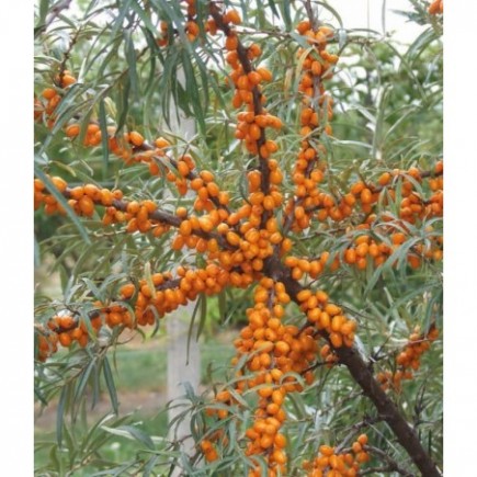 Rokitnik pakiet N1 Botaniczeskaja, Moskwiczka, męski 2L