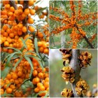 Rokitnik pakiet N1 Botaniczeskaja, Moskwiczka, męski 2L