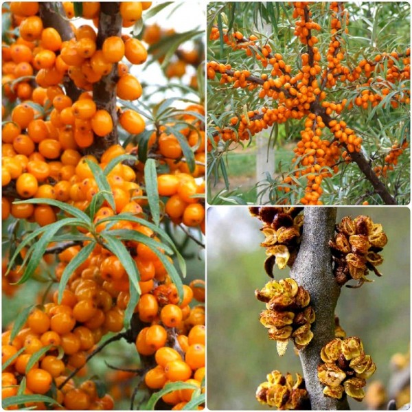 Rokitnik pakiet N1 Botaniczeskaja, Moskwiczka, męski 2L