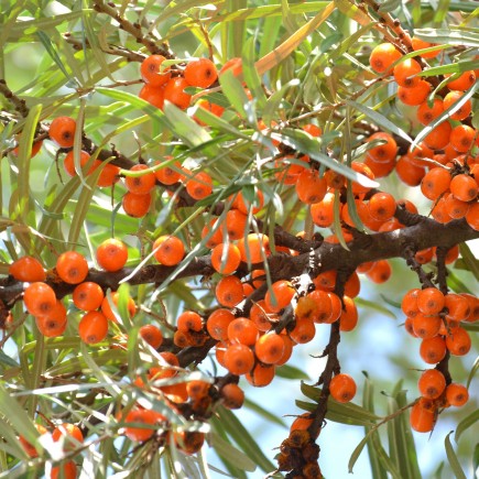 Rokitnik pakiet N1 Botaniczeskaja, Moskwiczka, męski 2L