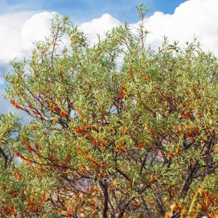 Rokitnik pakiet N1 Botaniczeskaja, Moskwiczka, męski 2L