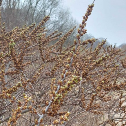 Rokitnik pakiet N1 Botaniczeskaja, Moskwiczka, męski 2L