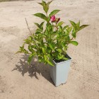 Krzewuszka cudowna Bristol Ruby 2L