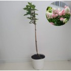 Hortensja Vanille Fraise PBR bukietowa na pniu 7.5 L
