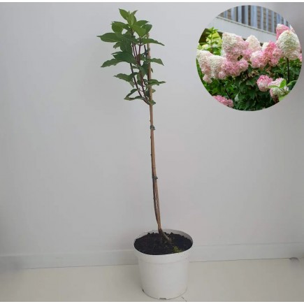 Hortensja Vanille Fraise PBR bukietowa na pniu 7.5 L