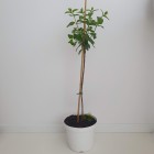 Hortensja Bobo PBR bukietowa na pniu 7.5 L