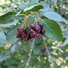 Świdośliwa Thiessen olcholistna 2L