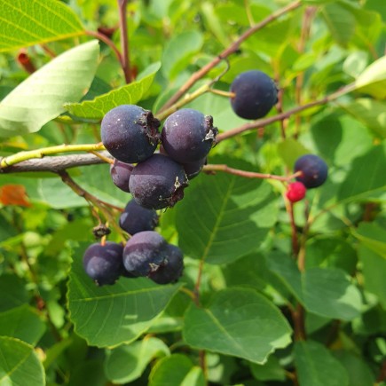 Świdośliwa Thiessen olcholistna 2L