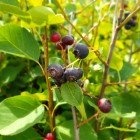 Świdośliwa Thiessen olcholistna 2L