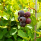 Świdośliwa Thiessen olcholistna 2L
