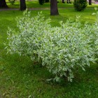 Dereń biały Elegantissima 2L
