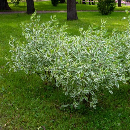 Dereń biały Elegantissima 2L