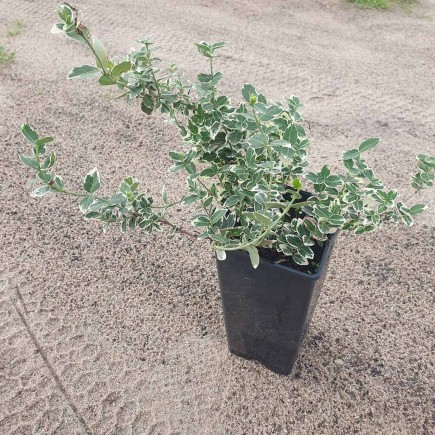 Trzmielina Fortunea Silver Queen 2L