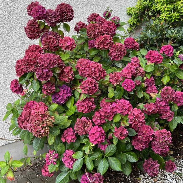 Hortensja Red Baron ogrodowa 2L