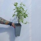Dereń biały Elegantissima 2L