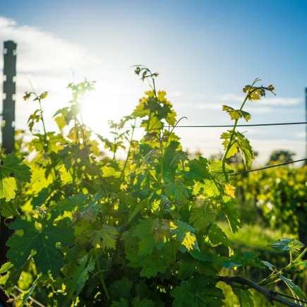 Winorośl Trollhaugen ciemna bezpestkowa 2L