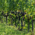 Winorośl ciemna Cabernet Cantor 2L