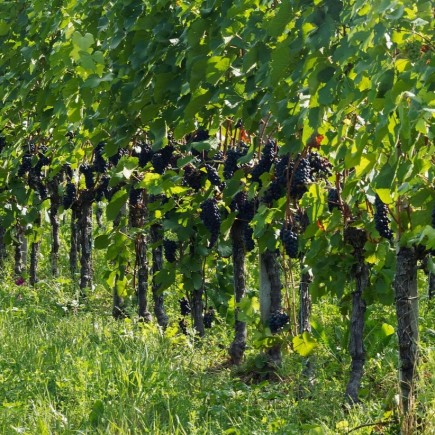Winorośl ciemna Cabernet Cantor 2L