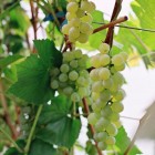 Winorośl bezpestkowa Interlaken 2L
