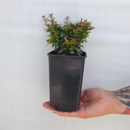 Berberys Thunberga Bagatelle 1L