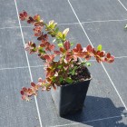 Berberys pośredni Red Jewel 1 litr
