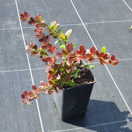 Berberys pośredni Red Jewel 1 litr