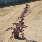 Berberys Thunberga  Atropurpurea 1L