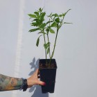 Dereń rozłogowy Flaviramea 2L