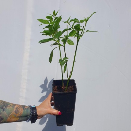 Dereń rozłogowy Flaviramea 2L
