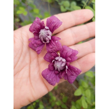 Powojnik Purpurea Plena Elegans włoski 2L