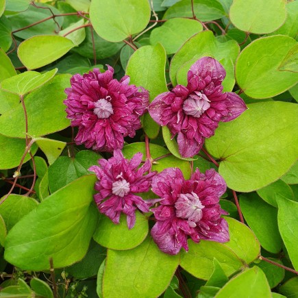 Powojnik Purpurea Plena Elegans włoski 2L