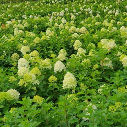 Hortensja bukietowa limonkowa pakiet 5 sztuk 2L
