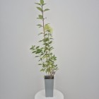 Hortensja bukietowa limonkowa 2L