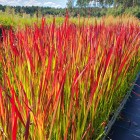 Imperata cylindryczna Red Baron 1L
