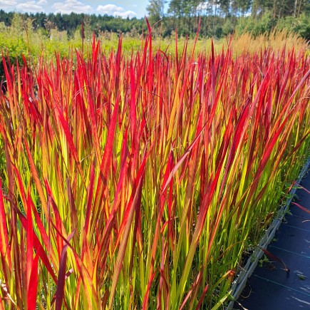 Imperata cylindryczna Red...